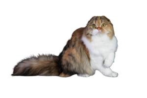 1210997 1210963 IMG 8633 1