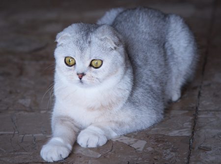 Scottish Fold: storia e carattere del gatto dalle orecchie buffe