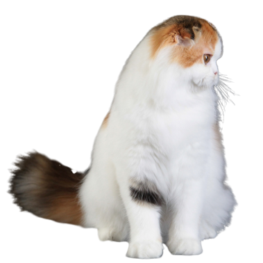 gatti scottish a pelo lungo