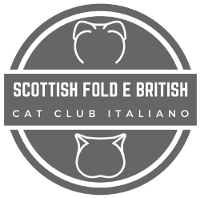 scottish fold e british cat club italiano