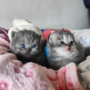 cuccioli scottish straight 2025 (1)
