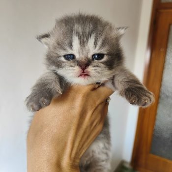 cuccioli scottish straight 2025 (4)
